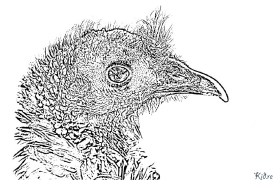 Türkiyə Çap Etmək Üçün Səhifələrin Rənglənməsi